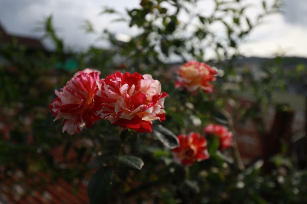 Homestay Doc Tinh Dalat Exteriér fotografie